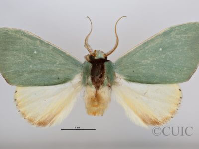 dorsal view of adult Rosema sp. IV