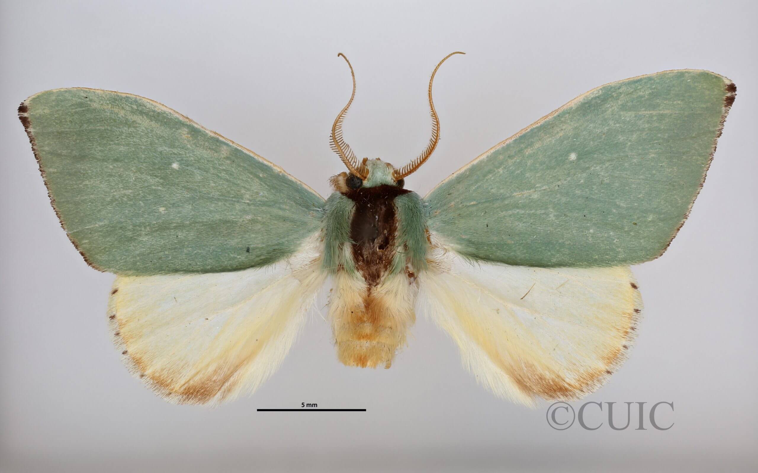 dorsal view of adult Rosema sp. IV