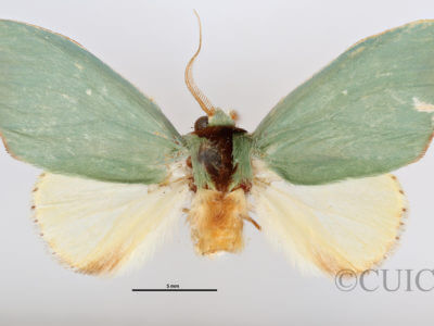 dorsal view of adult Rosema sp. IV
