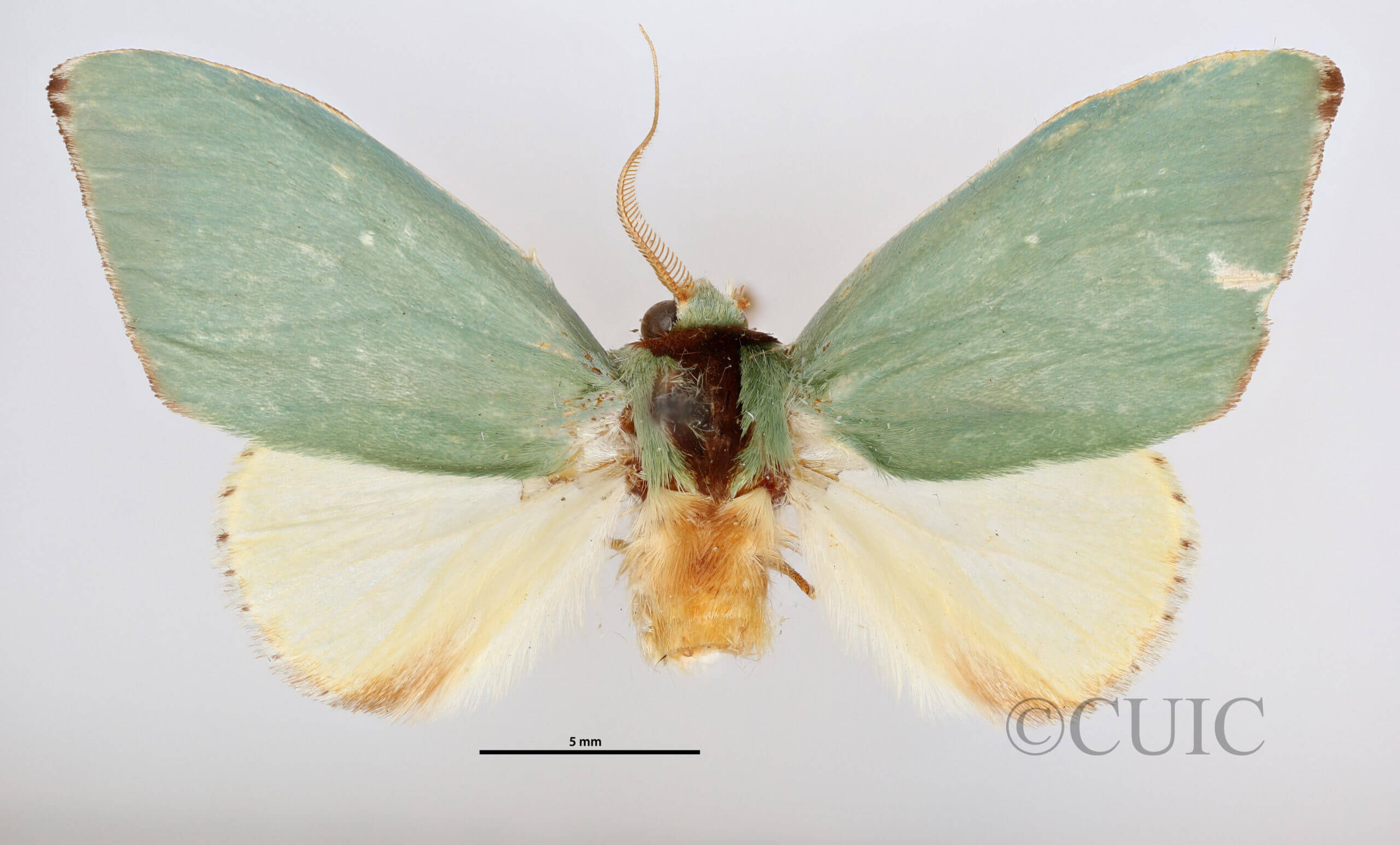 dorsal view of adult Rosema sp. IV