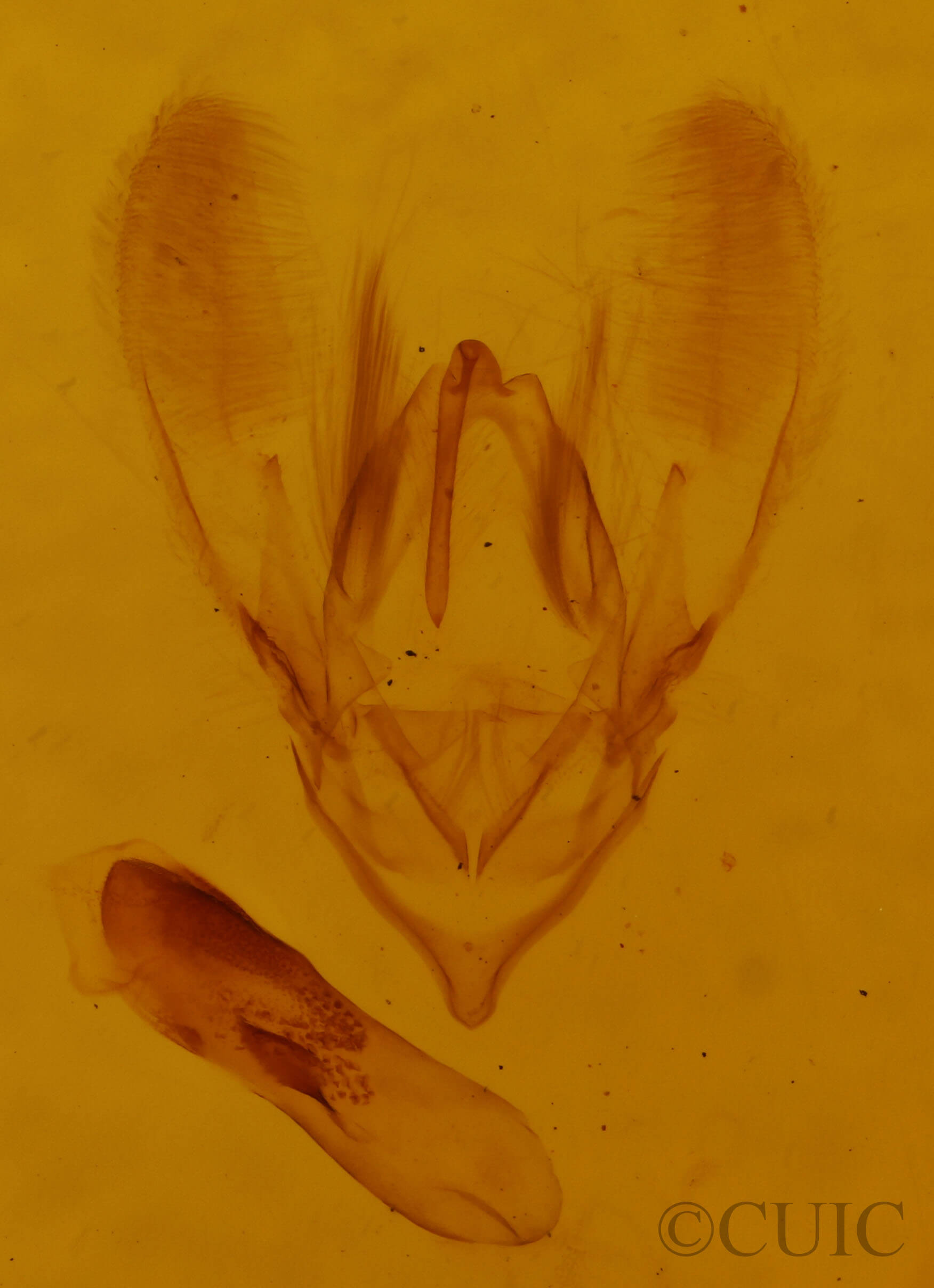 genitalia view of adult Colobochyla interpuncta