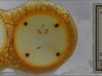 slide view of adult Coelodasys apicalis