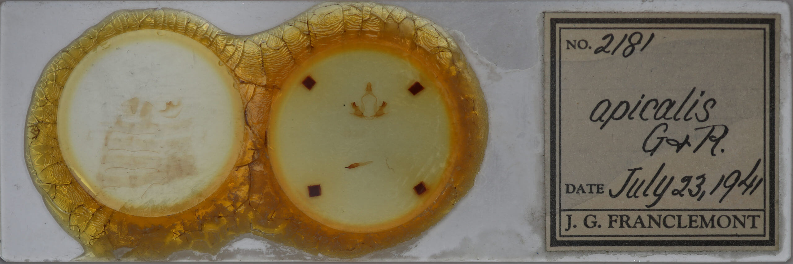 slide view of adult Coelodasys apicalis