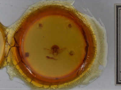 slide view of adult Schizura badia