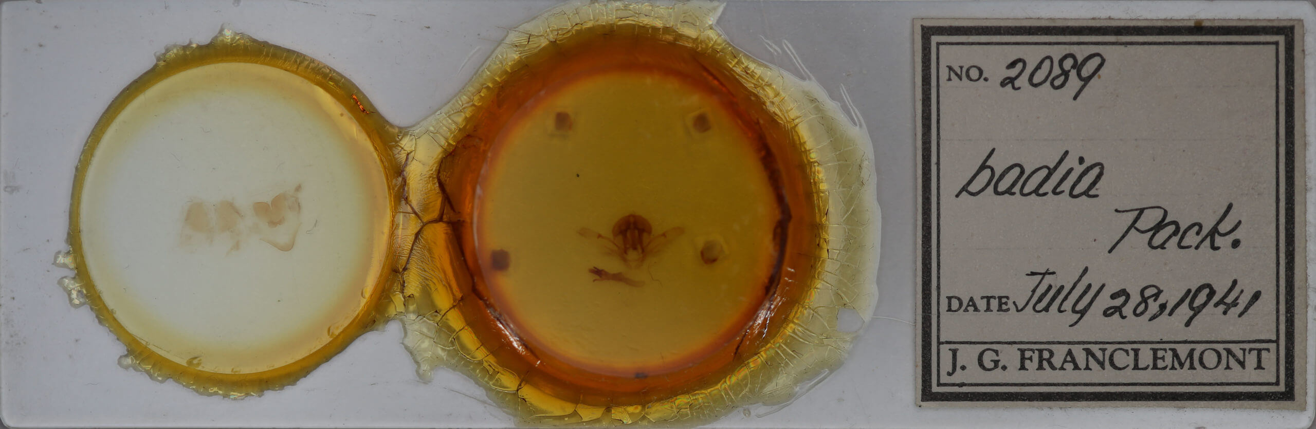 slide view of adult Schizura badia