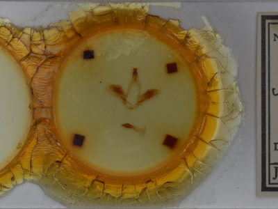 slide view of adult Oedemasia semirufescens