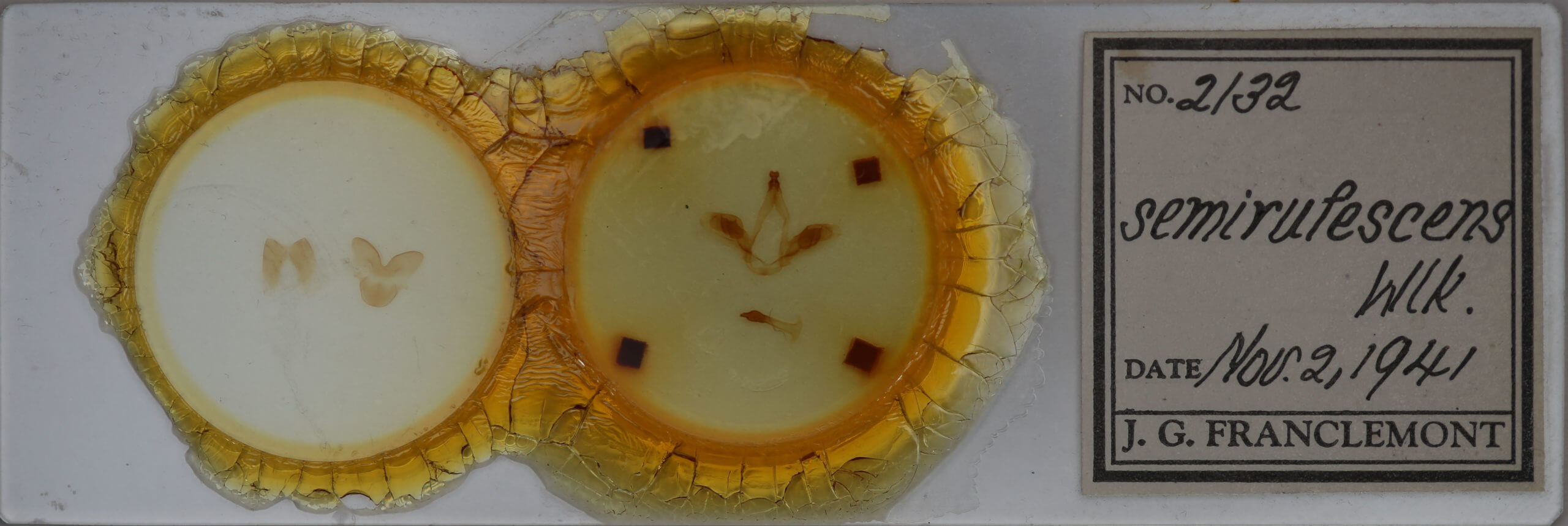 slide view of adult Oedemasia semirufescens