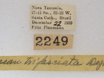 label view of adult Schizura sp. nr. trifasciata