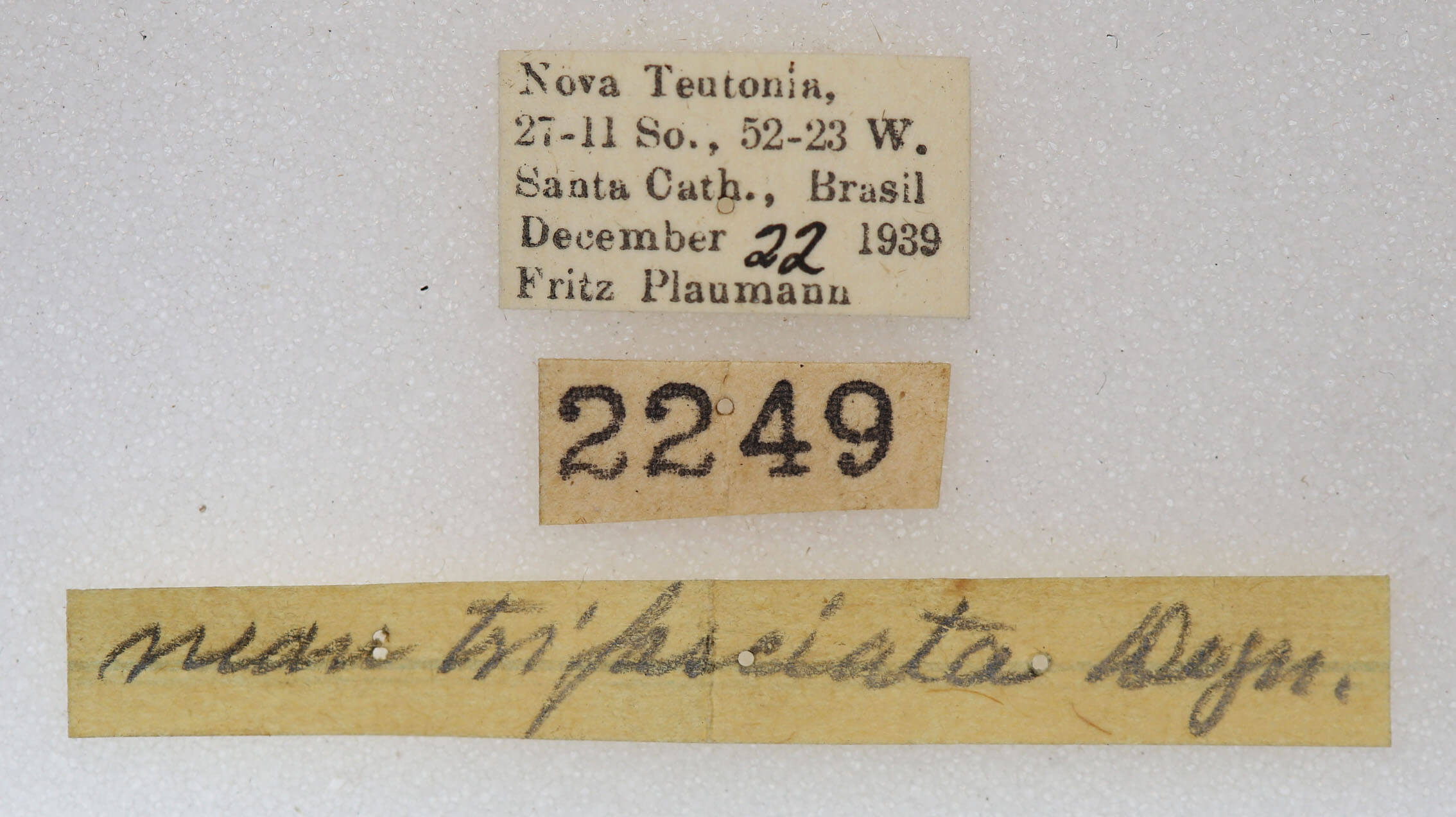 label view of adult Schizura sp. nr. trifasciata