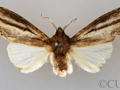 dorsal view of adult Schizura sp. nr. trifasciata