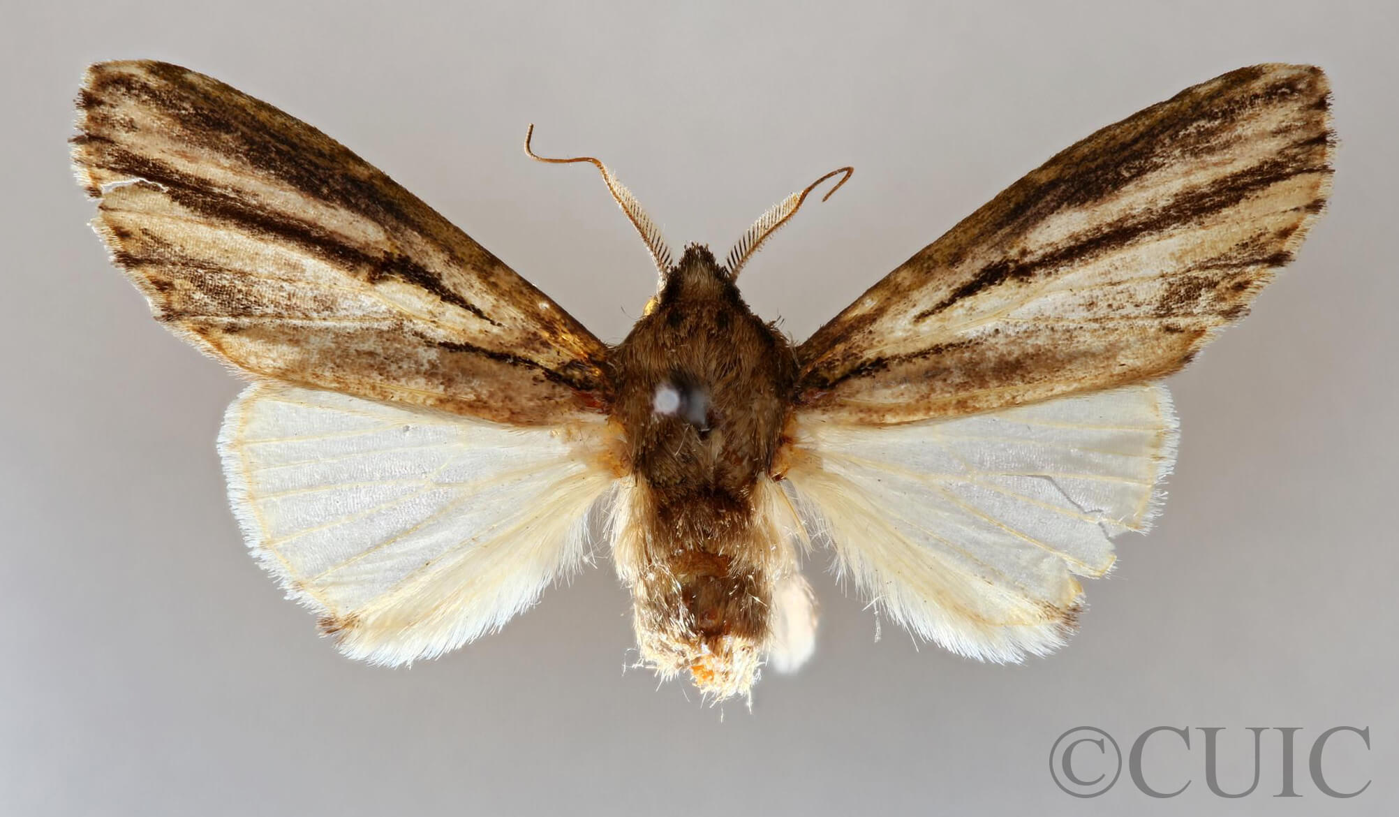 dorsal view of adult Schizura sp. nr. trifasciata