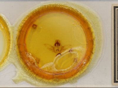 slide view of adult Schizura sp. nr. trifasciata