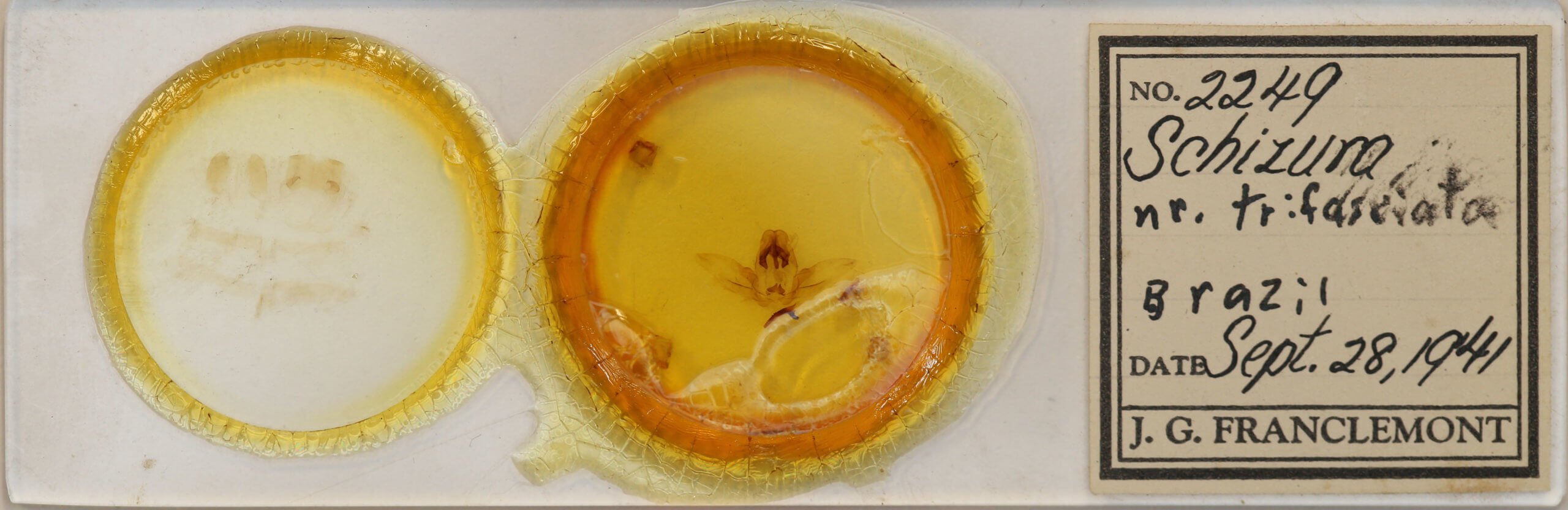 slide view of adult Schizura sp. nr. trifasciata