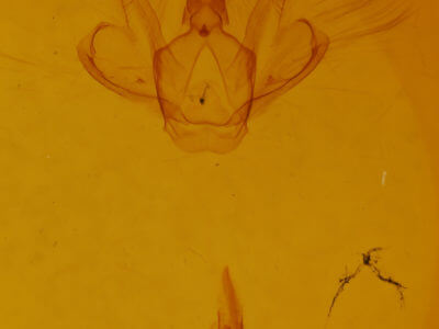 genitalia view of adult Macaria bicolorata