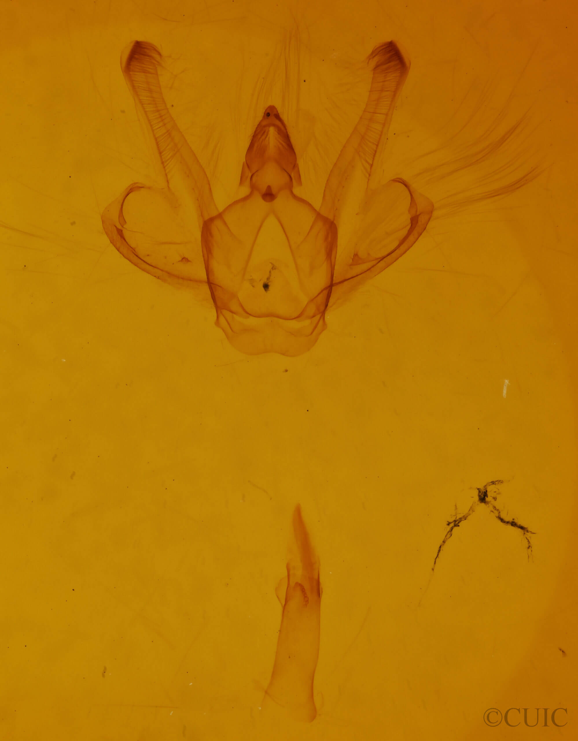 genitalia view of adult Macaria bicolorata