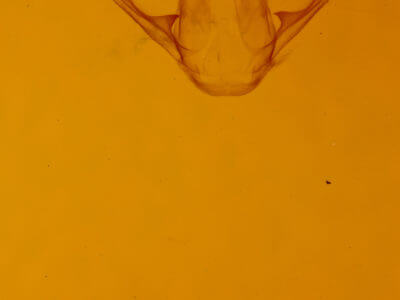 genitalia view of adult Digrammia gnophosaria