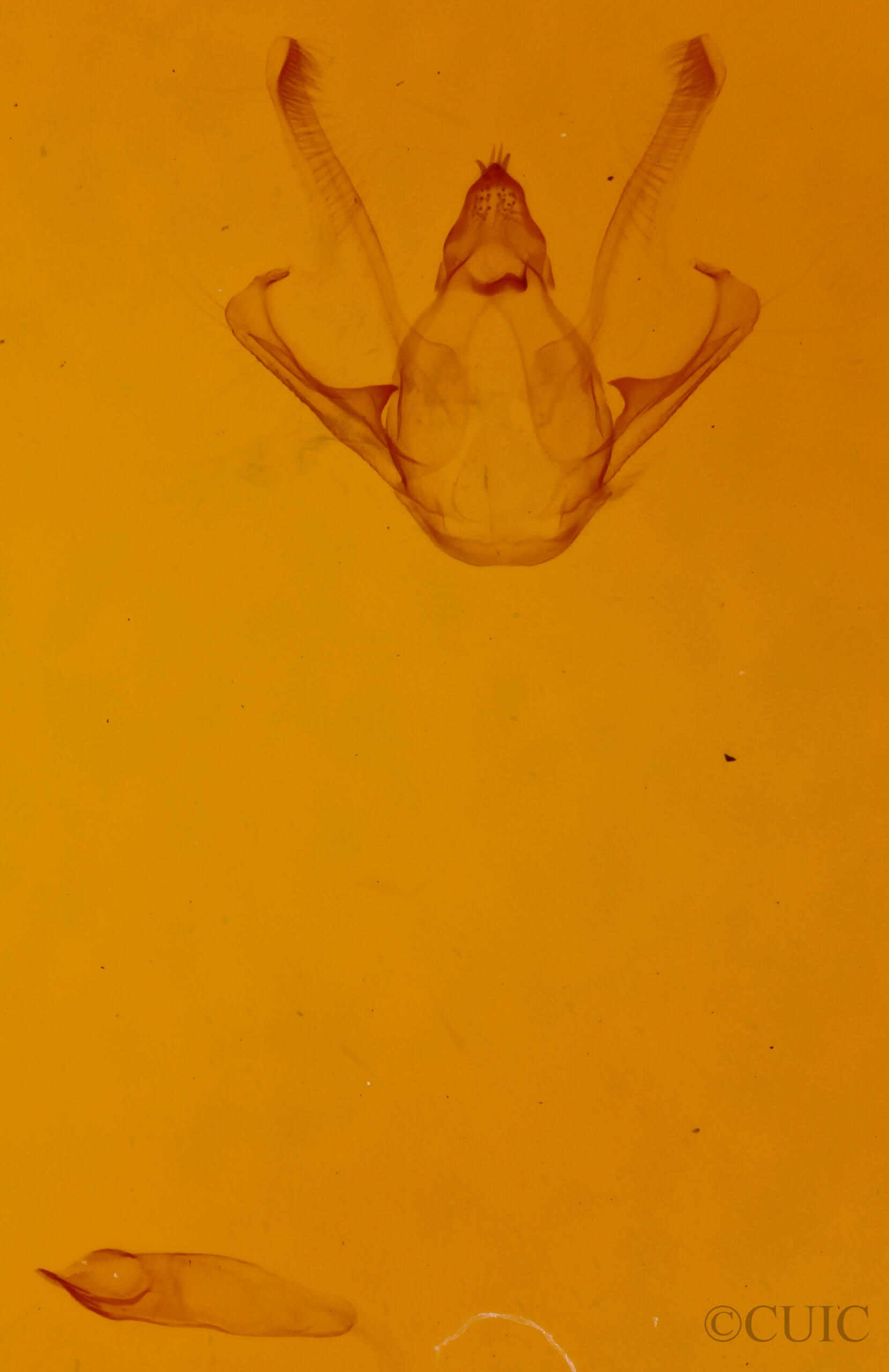 genitalia view of adult Digrammia gnophosaria