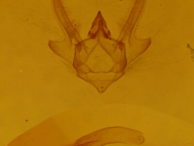 genitalia view of adult Trigrammia quadrinotaria