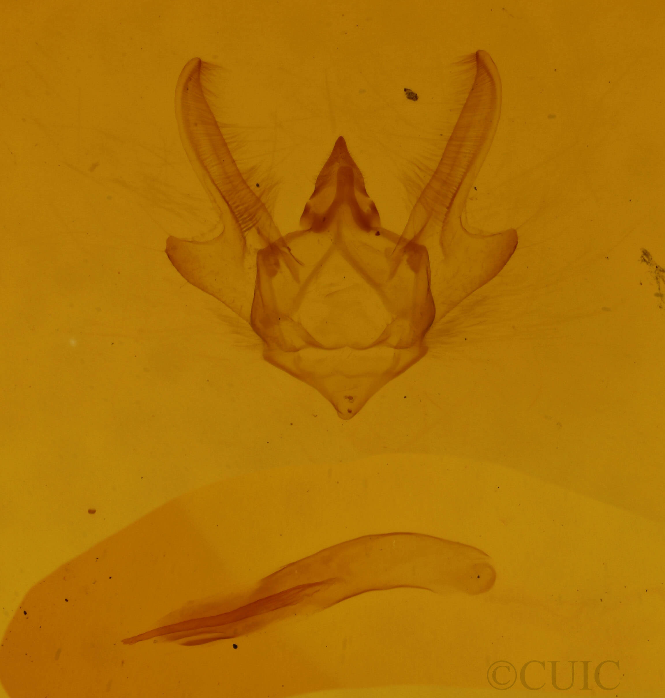 genitalia view of adult Trigrammia quadrinotaria