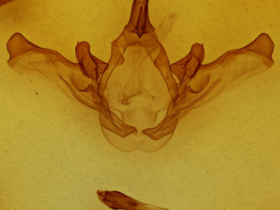 genitalia view of adult Disphragis meridionalis