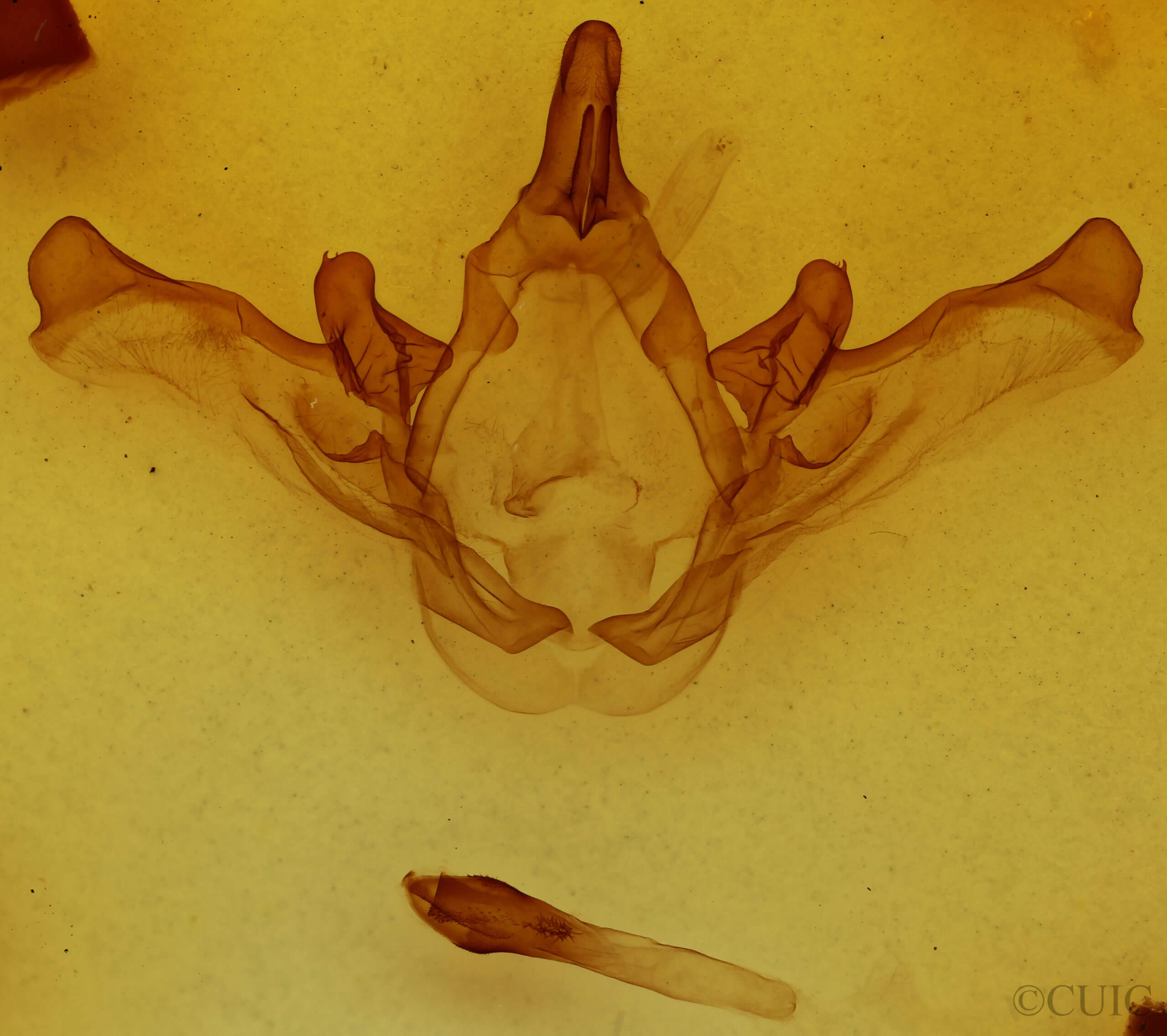 genitalia view of adult Disphragis meridionalis