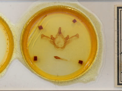 slide view of adult Disphragis meridionalis