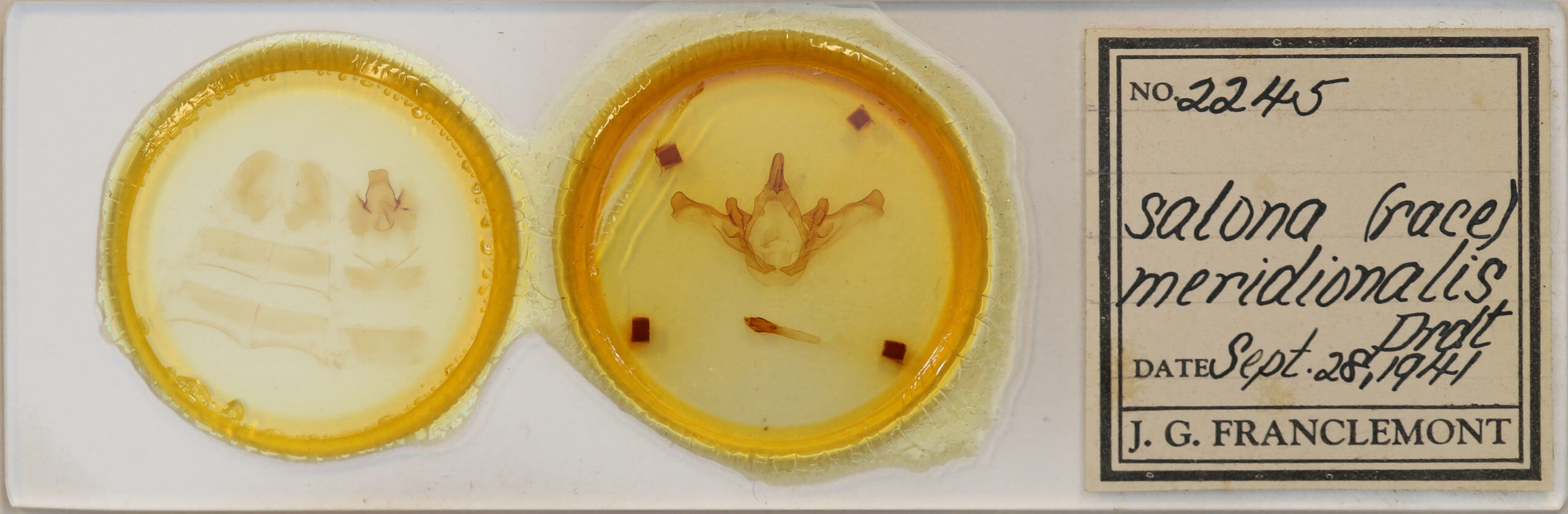 slide view of adult Disphragis meridionalis