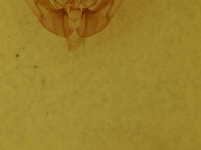 genitalia view of adult Photedes panatela