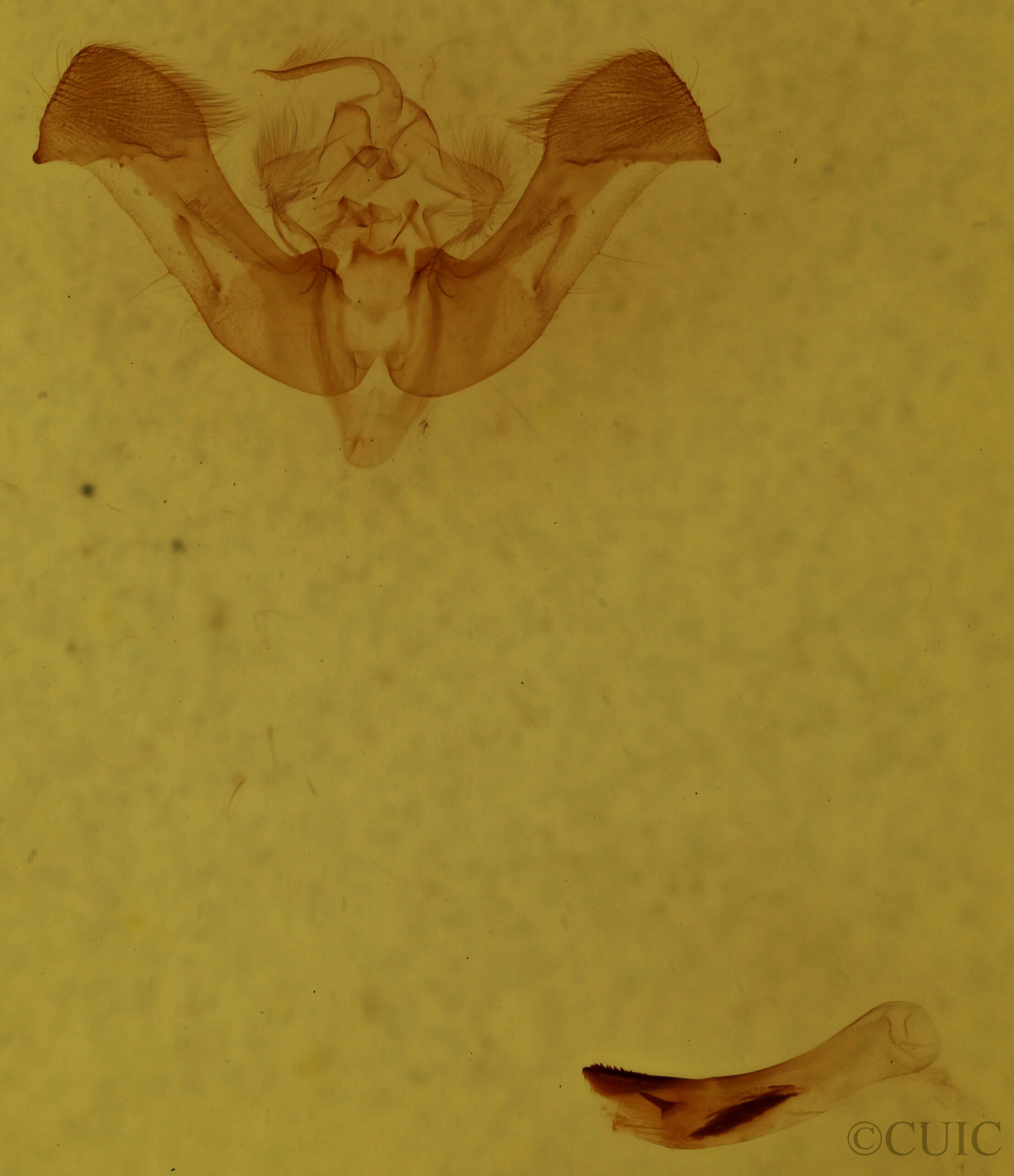 genitalia view of adult Photedes panatela