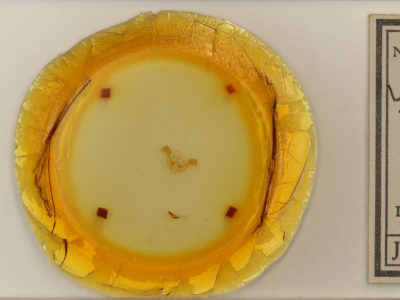 slide view of adult Photedes panatela