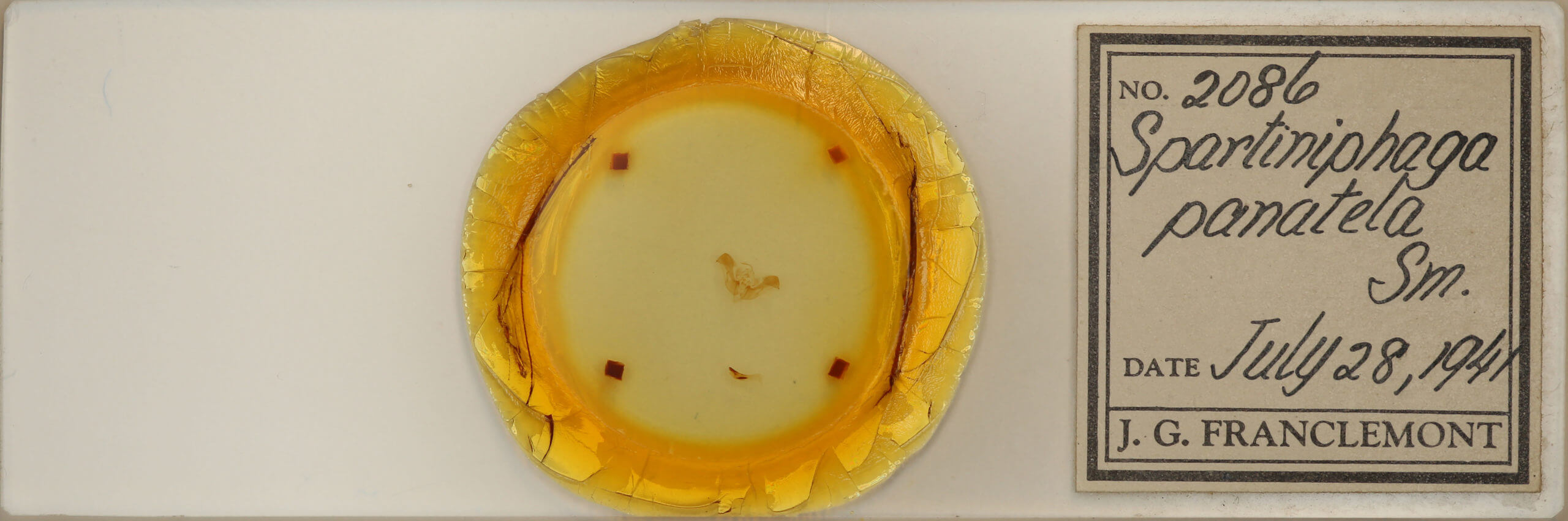 slide view of adult Photedes panatela