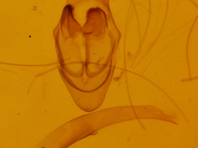genitalia view of adult Leptostales pannaria