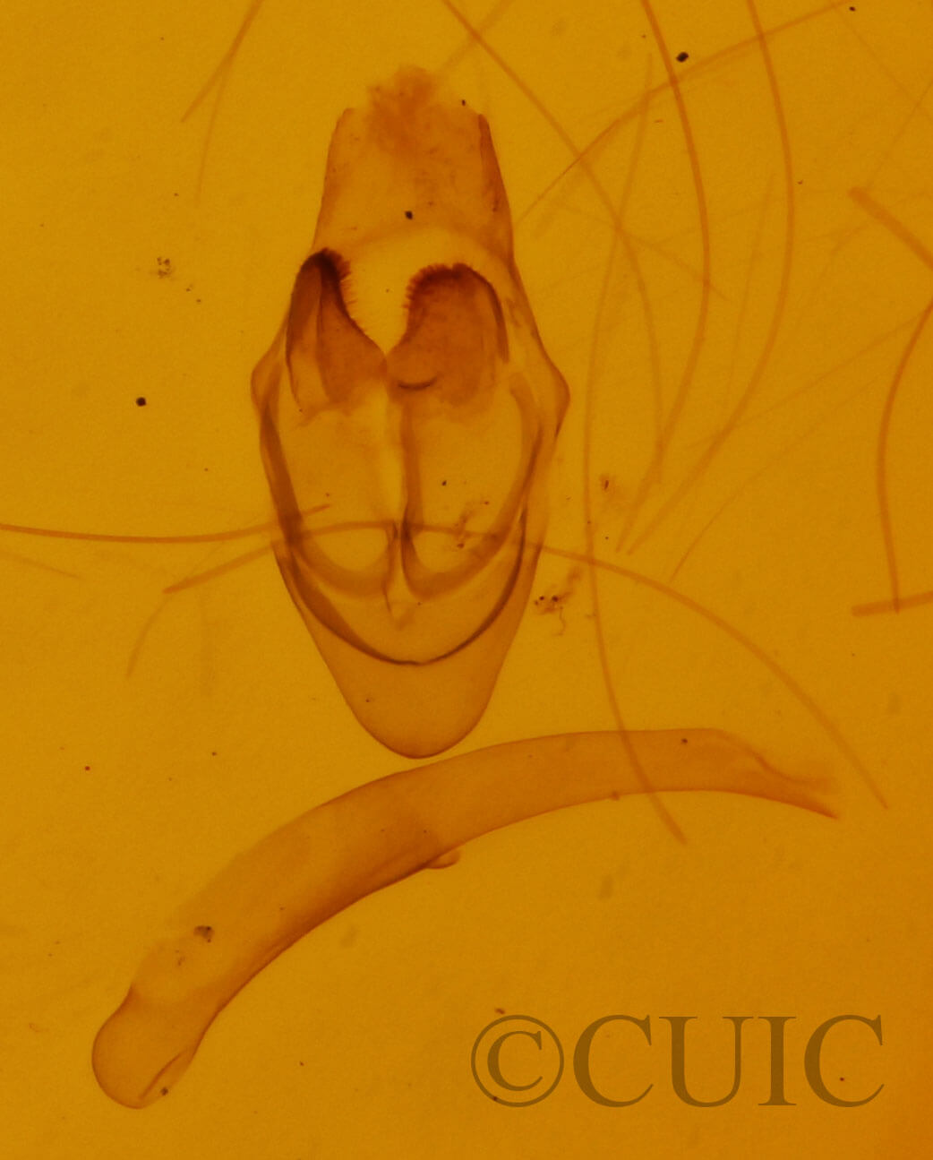 genitalia view of adult Leptostales pannaria
