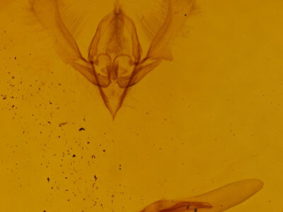 genitalia view of adult Ponometia parvula