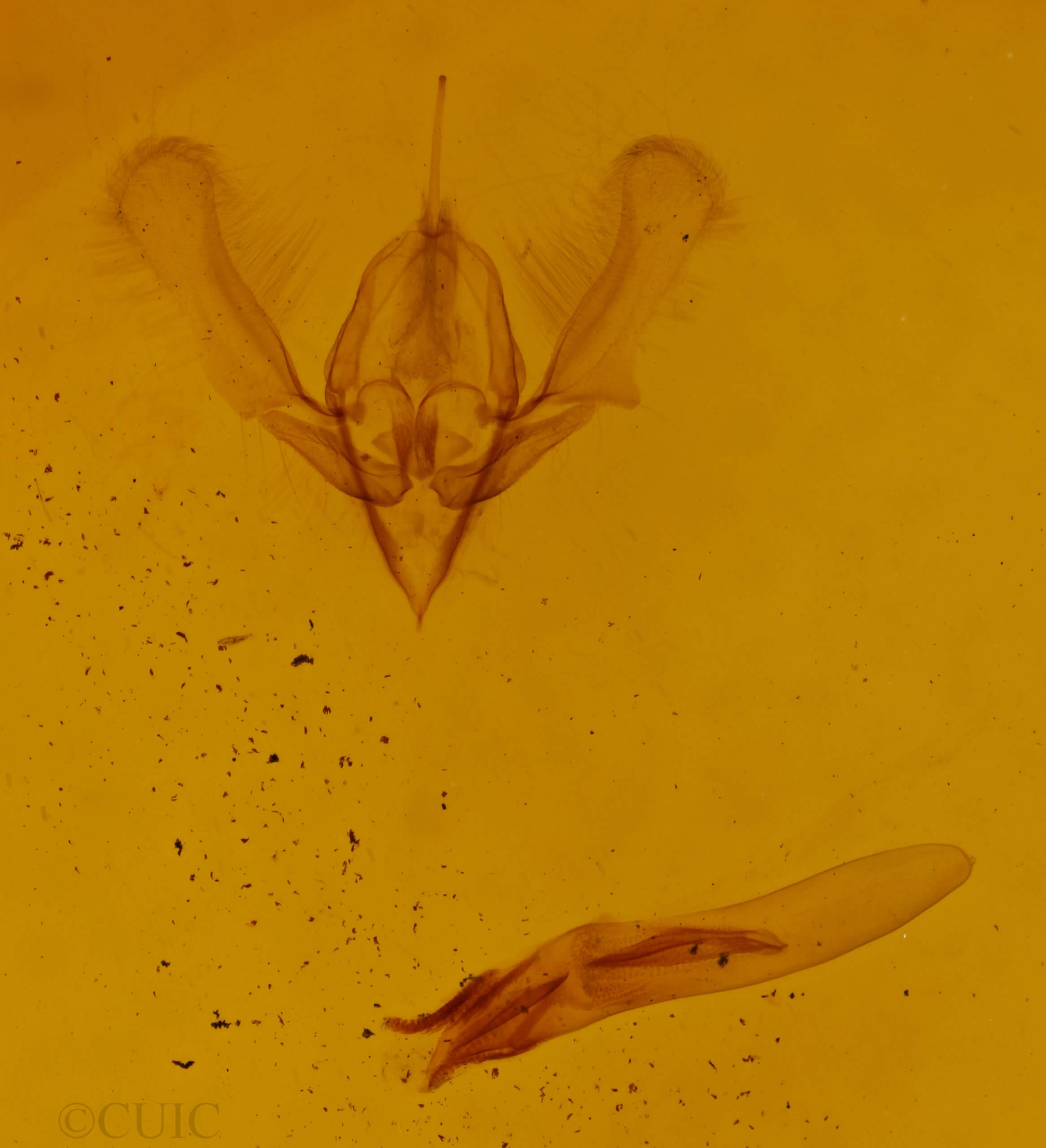 genitalia view of adult Ponometia parvula