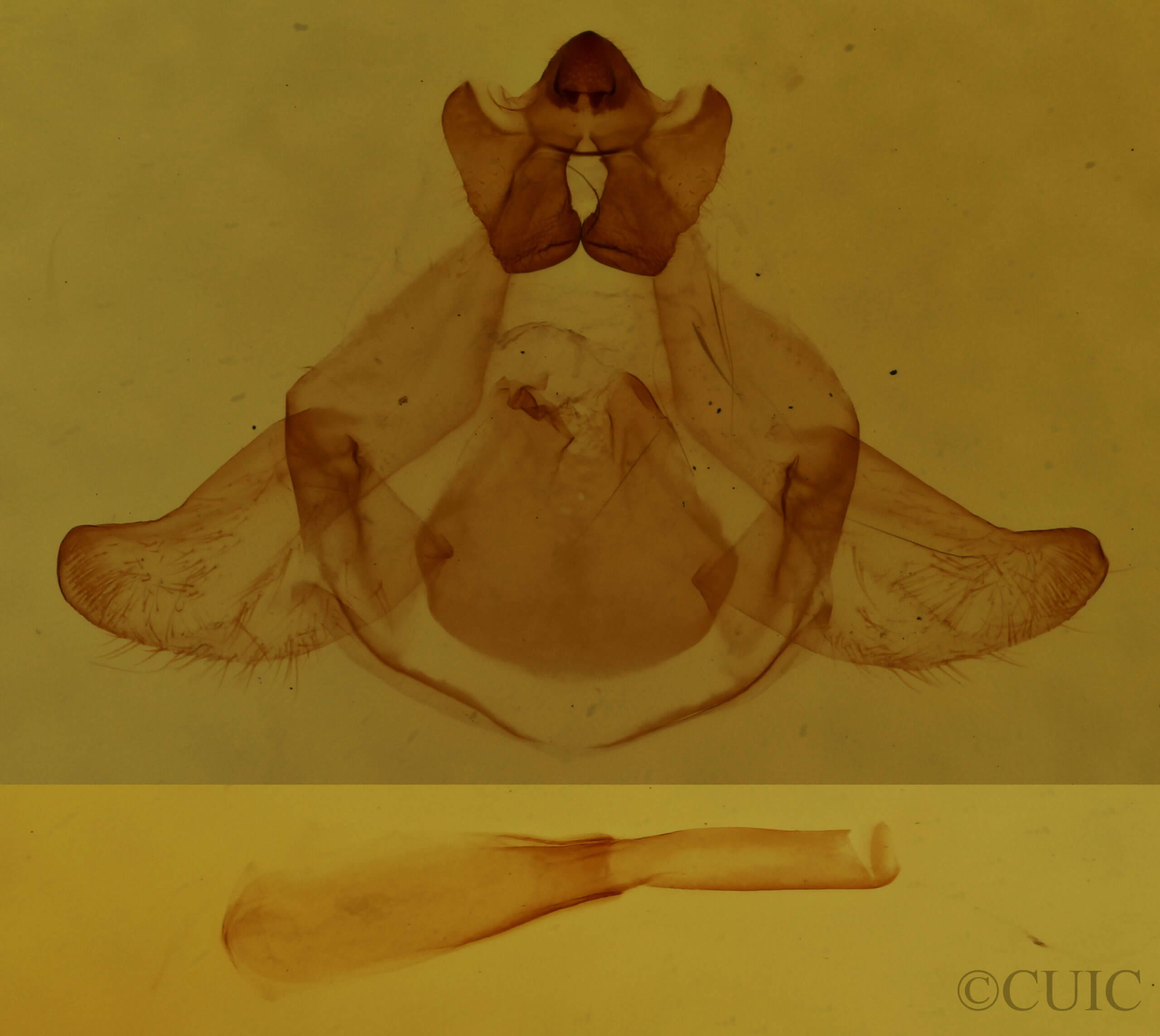 genitalia view of adult Thaumetopoea wilkinsoni