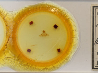 slide view of adult Thaumetopoea wilkinsoni