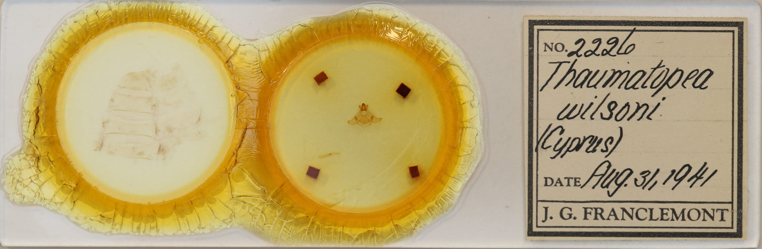 slide view of adult Thaumetopoea wilkinsoni