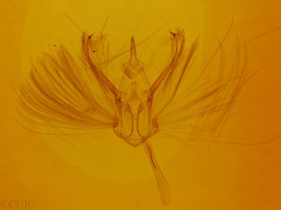 genitalia view of adult Ilexia intractata