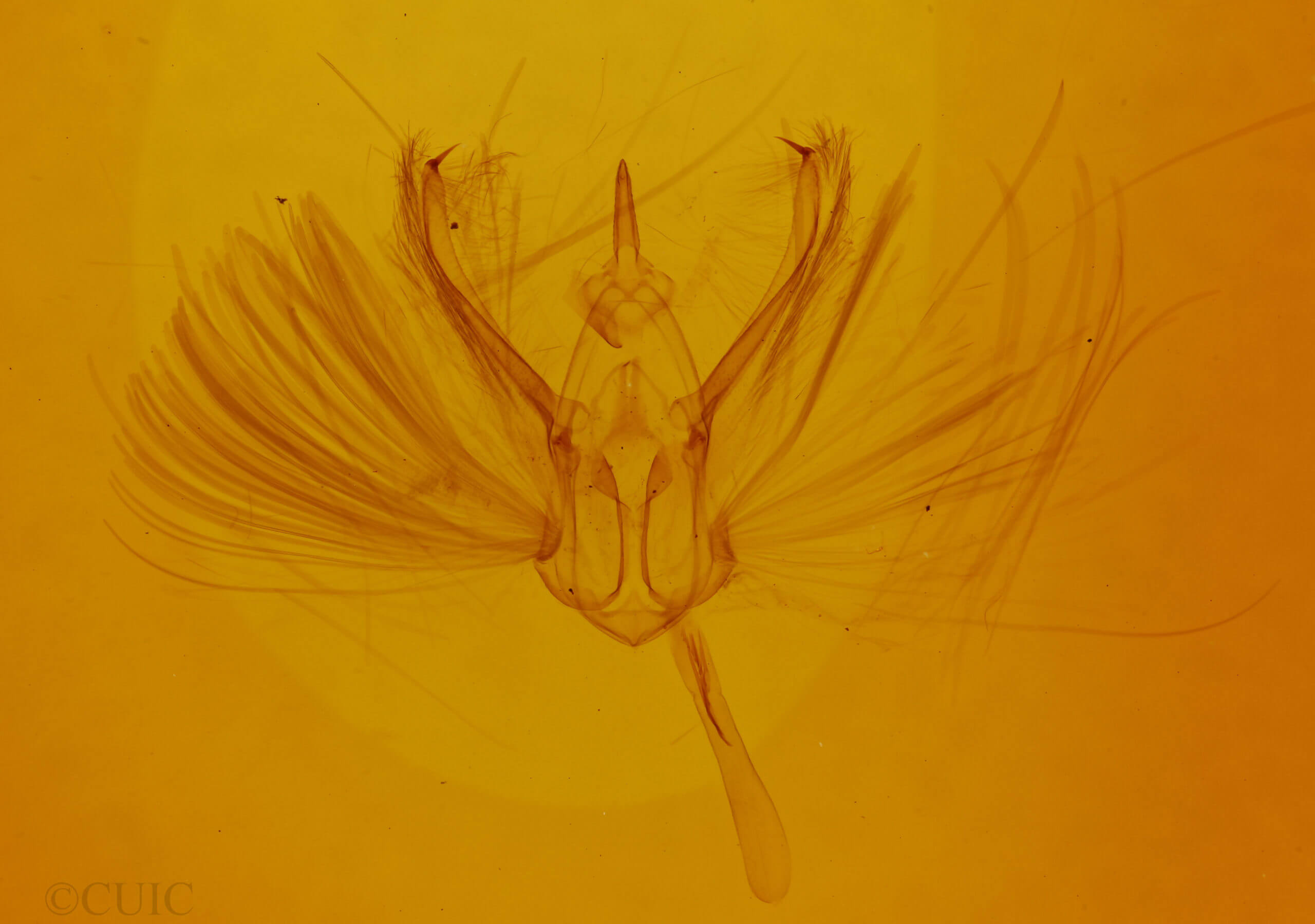 genitalia view of adult Ilexia intractata