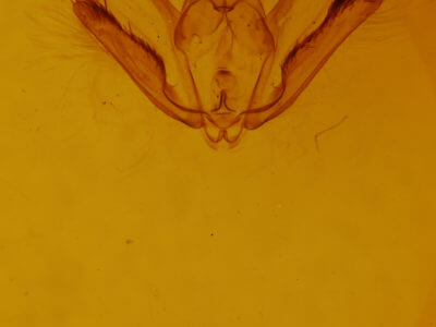 genitalia view of adult Tornos abjectarius