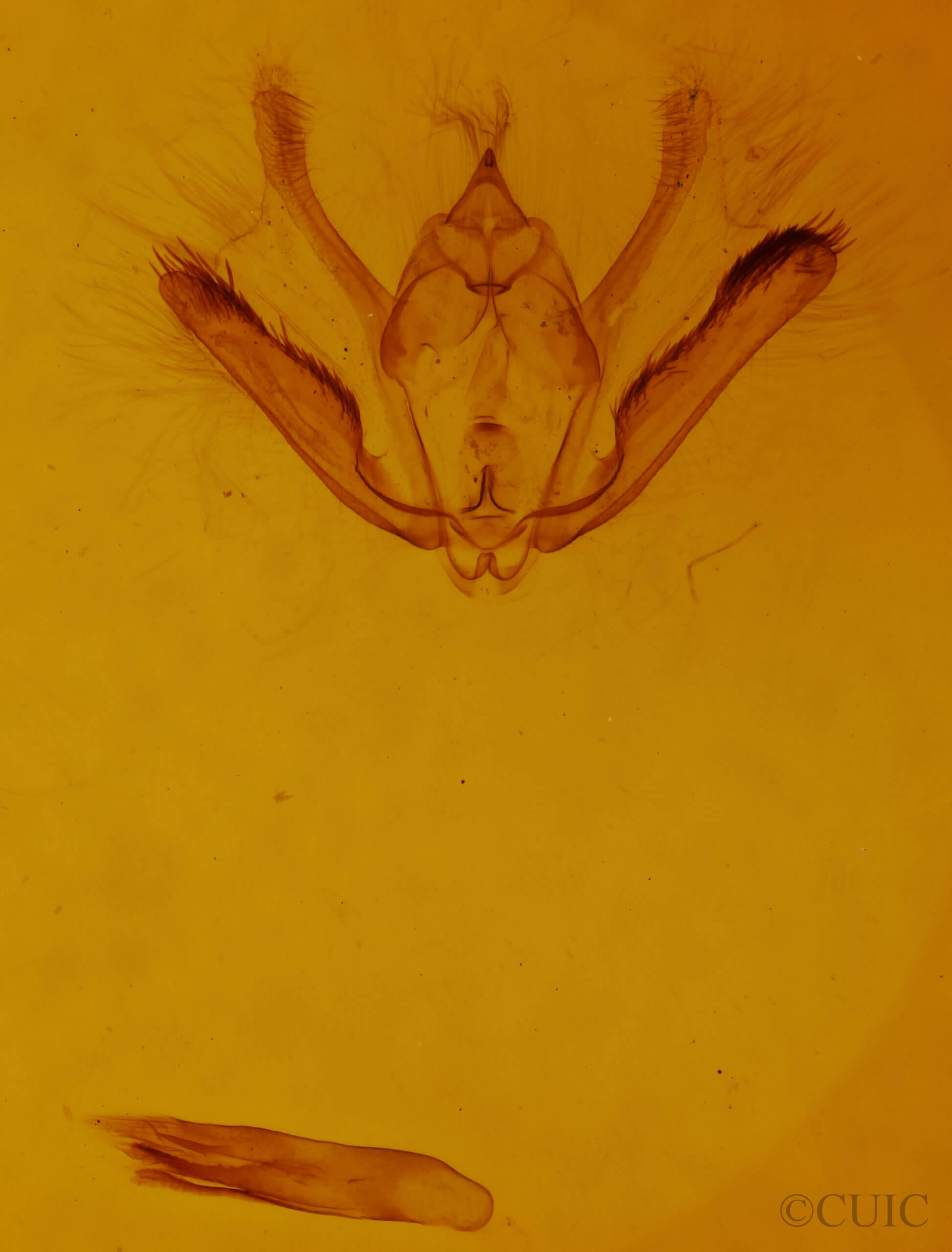 genitalia view of adult Tornos abjectarius