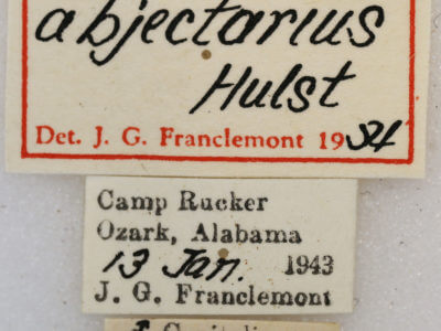 label view of adult Tornos abjectarius