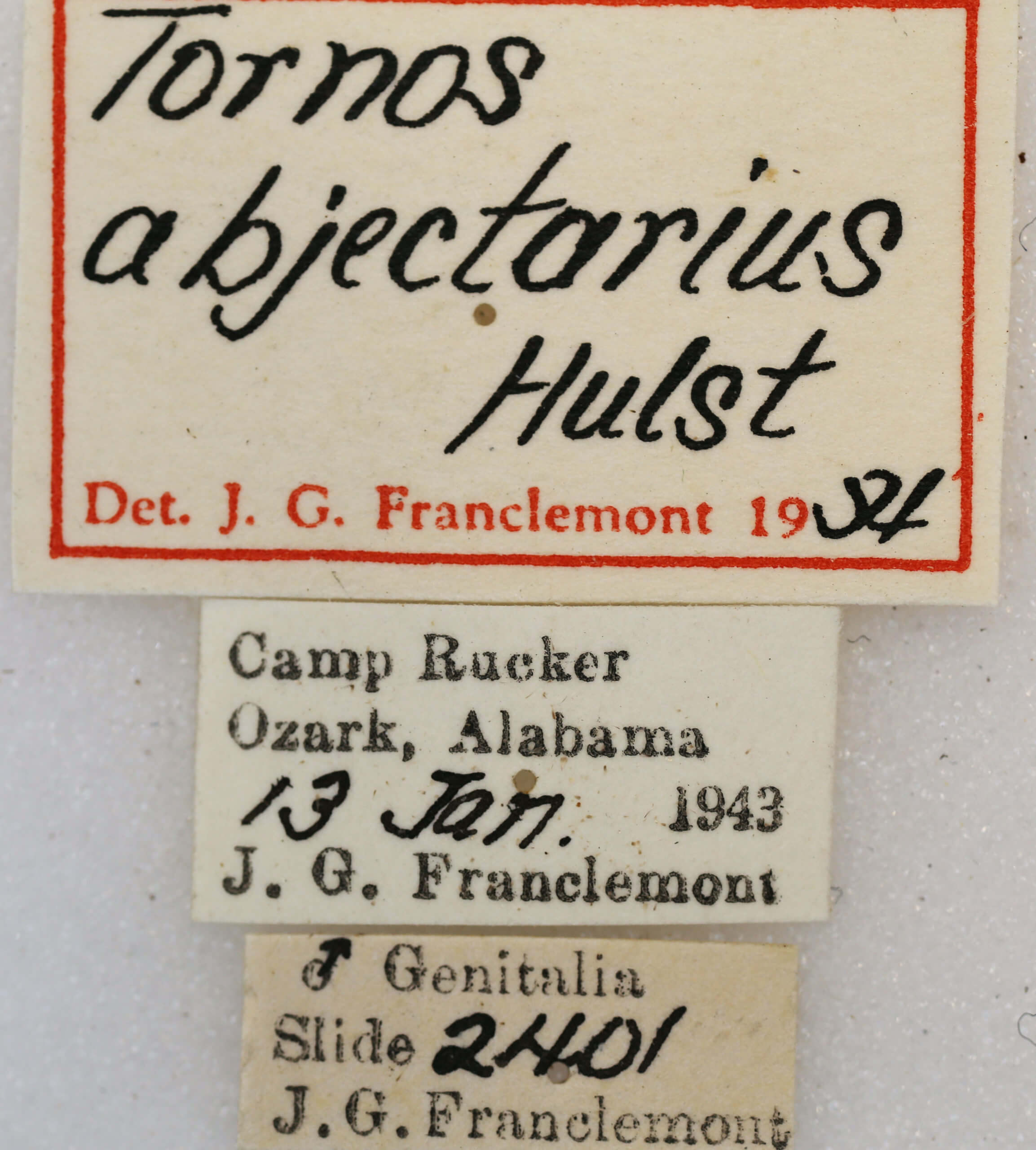 label view of adult Tornos abjectarius
