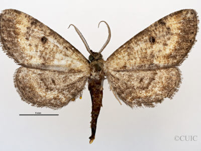 dorsal view of adult Tornos abjectarius