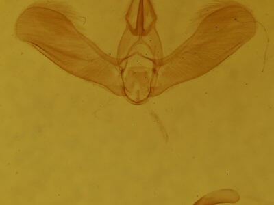 genitalia view of adult Tortricidia pallida