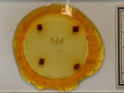 slide view of adult Tortricidia pallida