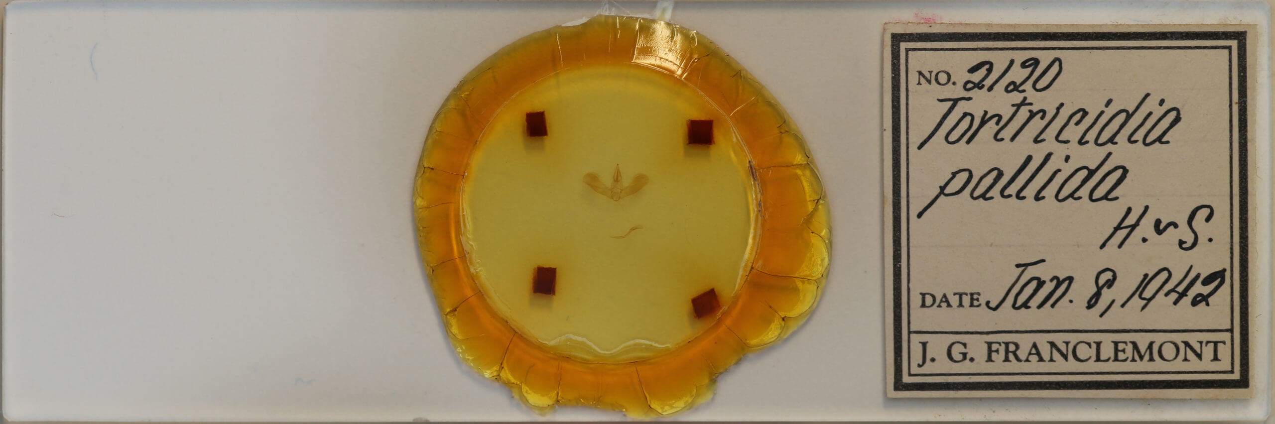 slide view of adult Tortricidia pallida