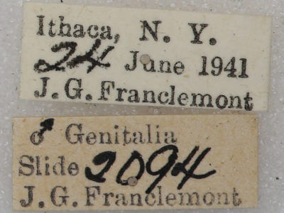 label view of adult Tortricidia flexuosa