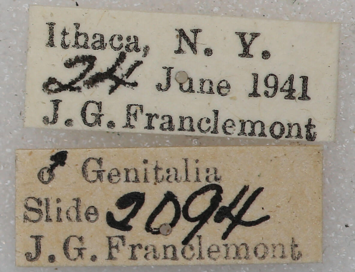 label view of adult Tortricidia flexuosa